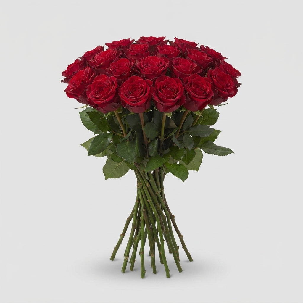 Rose - Rosa - Madam Red