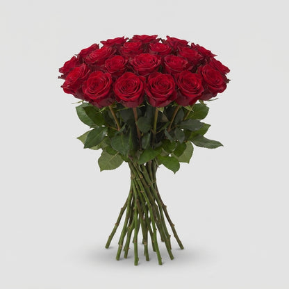 Rose - Rosa - Madam Red
