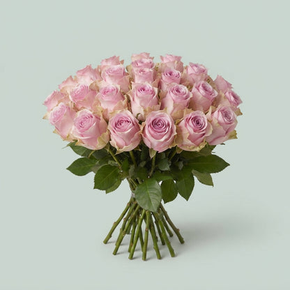 Rose - Rosa - Heidi