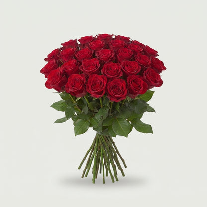 Rose - Rosa - Ever Red