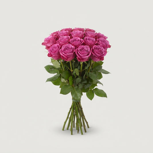 Rose - Rosa - Deep Purple