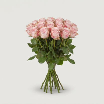 Rose - Rosa - Paloma