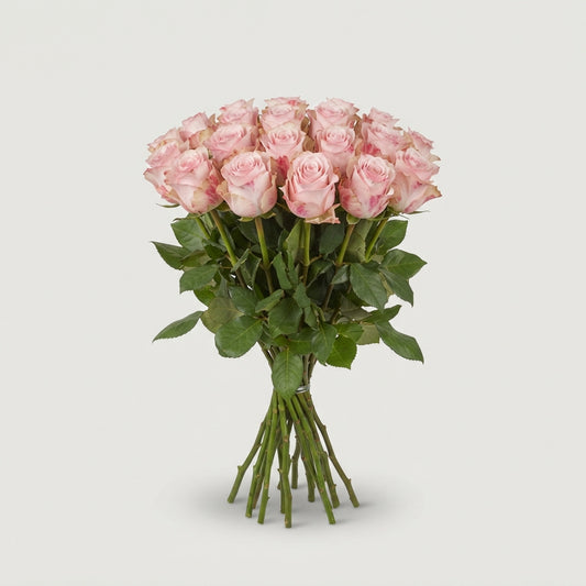 Rose - Rosa - Paloma