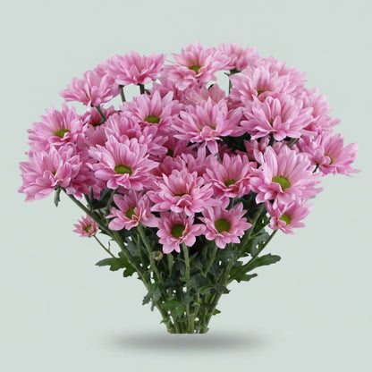 Spray Chrysanthemum - Chrysanthemum - Katinka