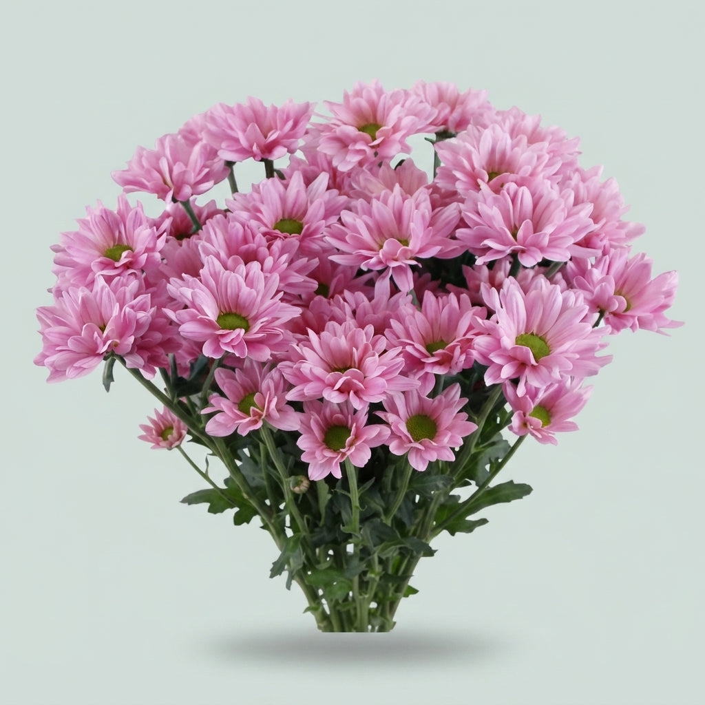 FeedSync:wholesale:8a733555c6f8e0d92687b795344e6a23c6de7d26