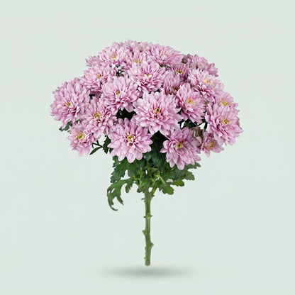 Spray Chrysanthemum - Chrysanthemum - Baltica Pink