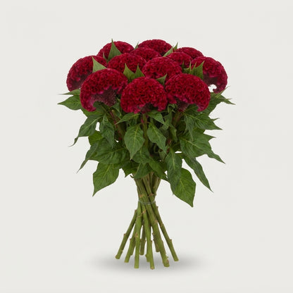 Red Celosia ‘Act Dara’ Cut Flowers – 72cm Stems