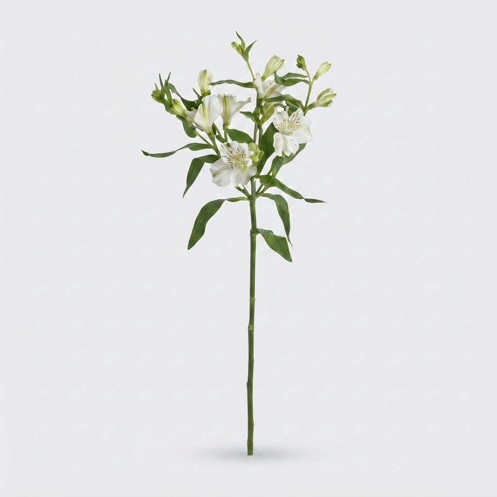 White Alstroemeria Charmelia Cut Flowers – 75cm Stems