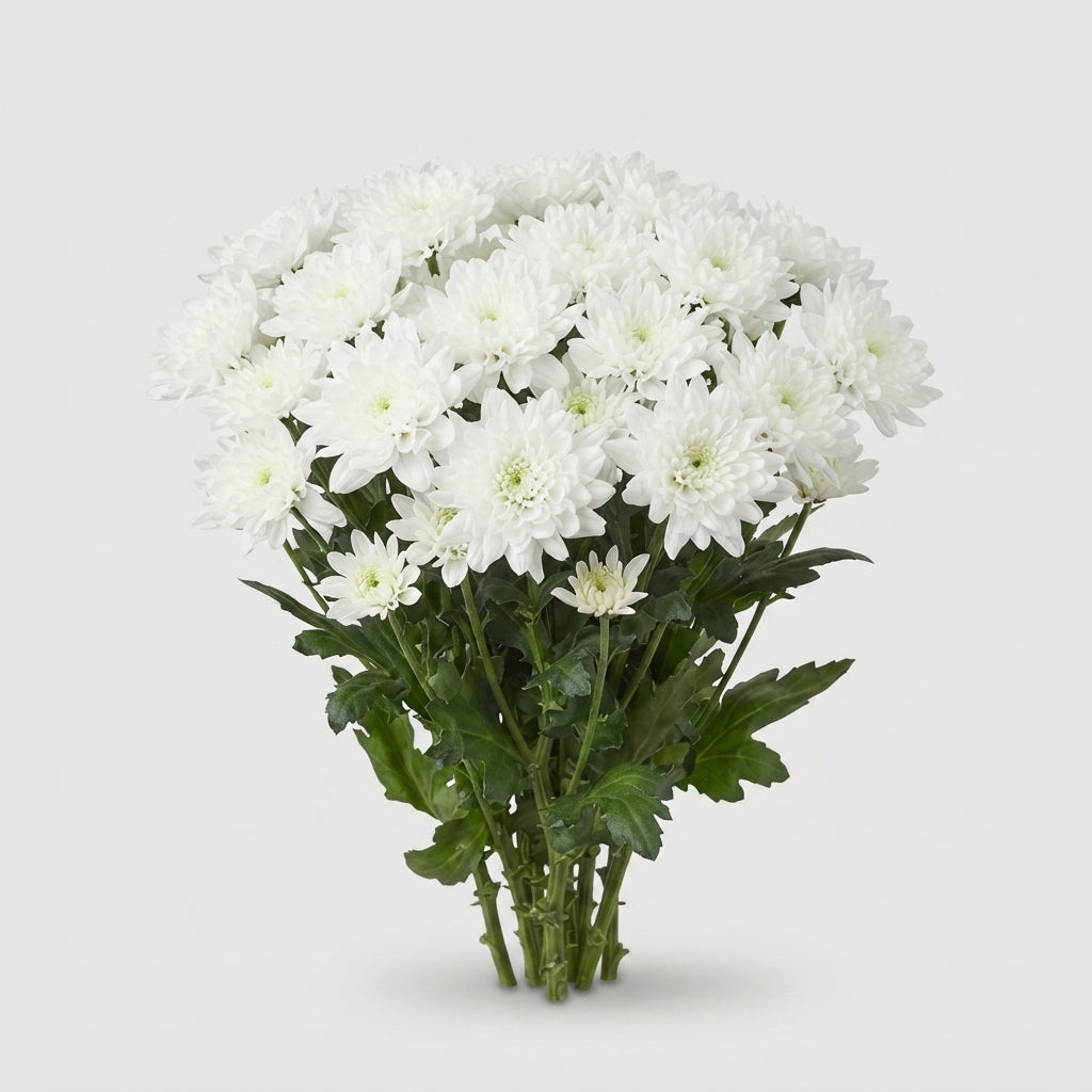 Spray Chrysanthemum - Chrysanthemum - Pina Colada