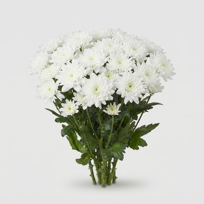 Spray Chrysanthemum - Chrysanthemum - Pina Colada