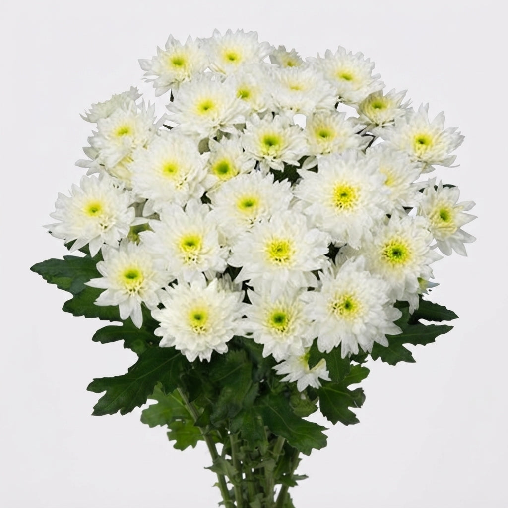 FeedSync:wholesale:383d6c460ae5aad6eddcff92546e9d2f49a8c2b7