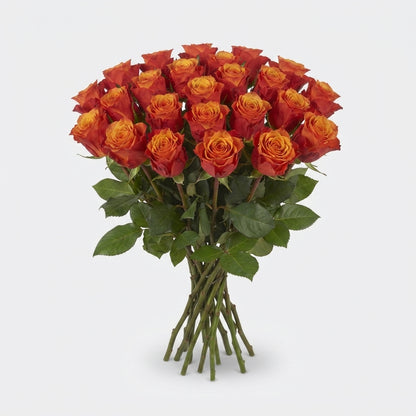 Rose - Rosa - España