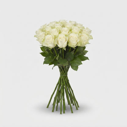 Rose - Rosa - Athena