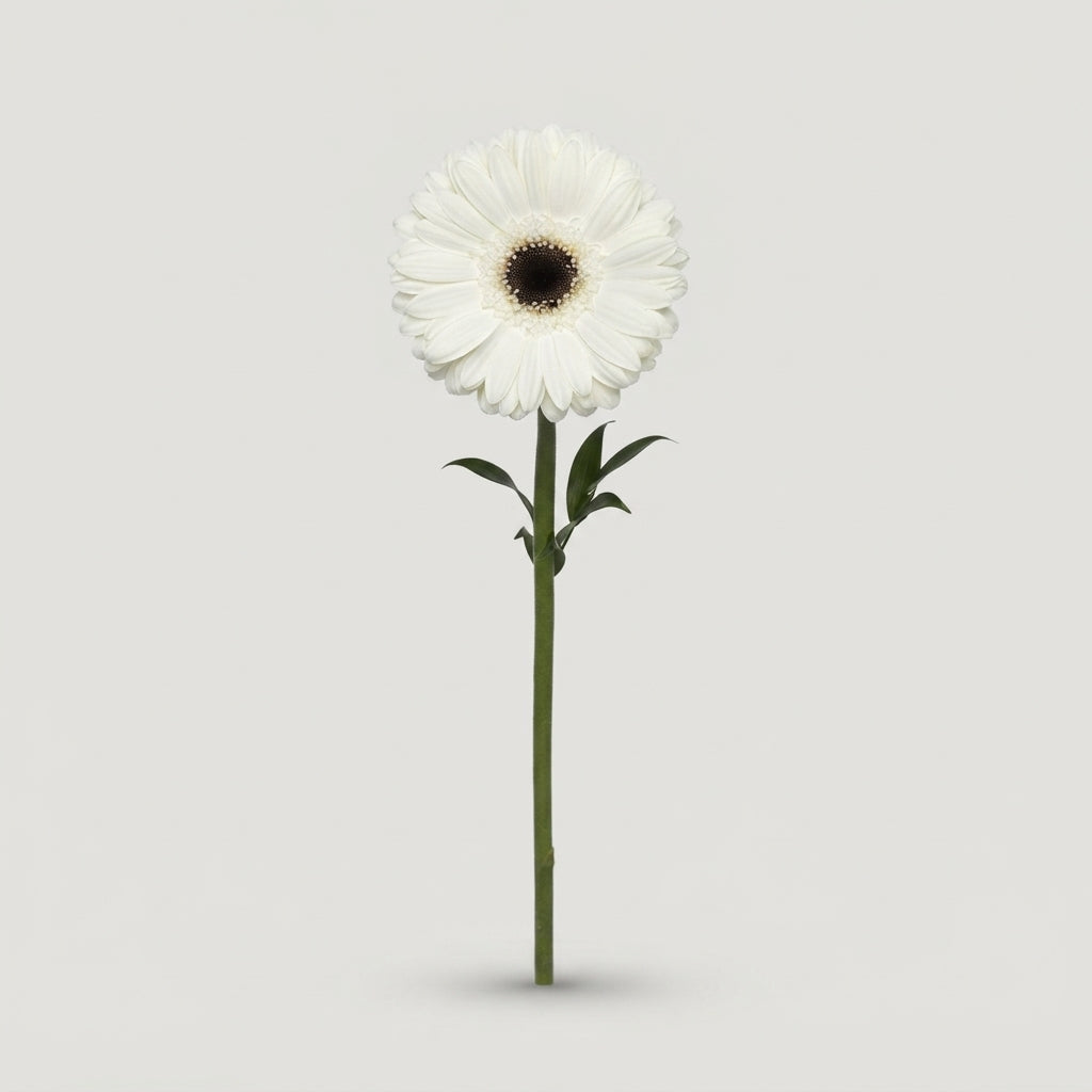 Gerbera - White House
