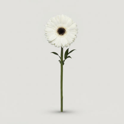 Gerbera - White House