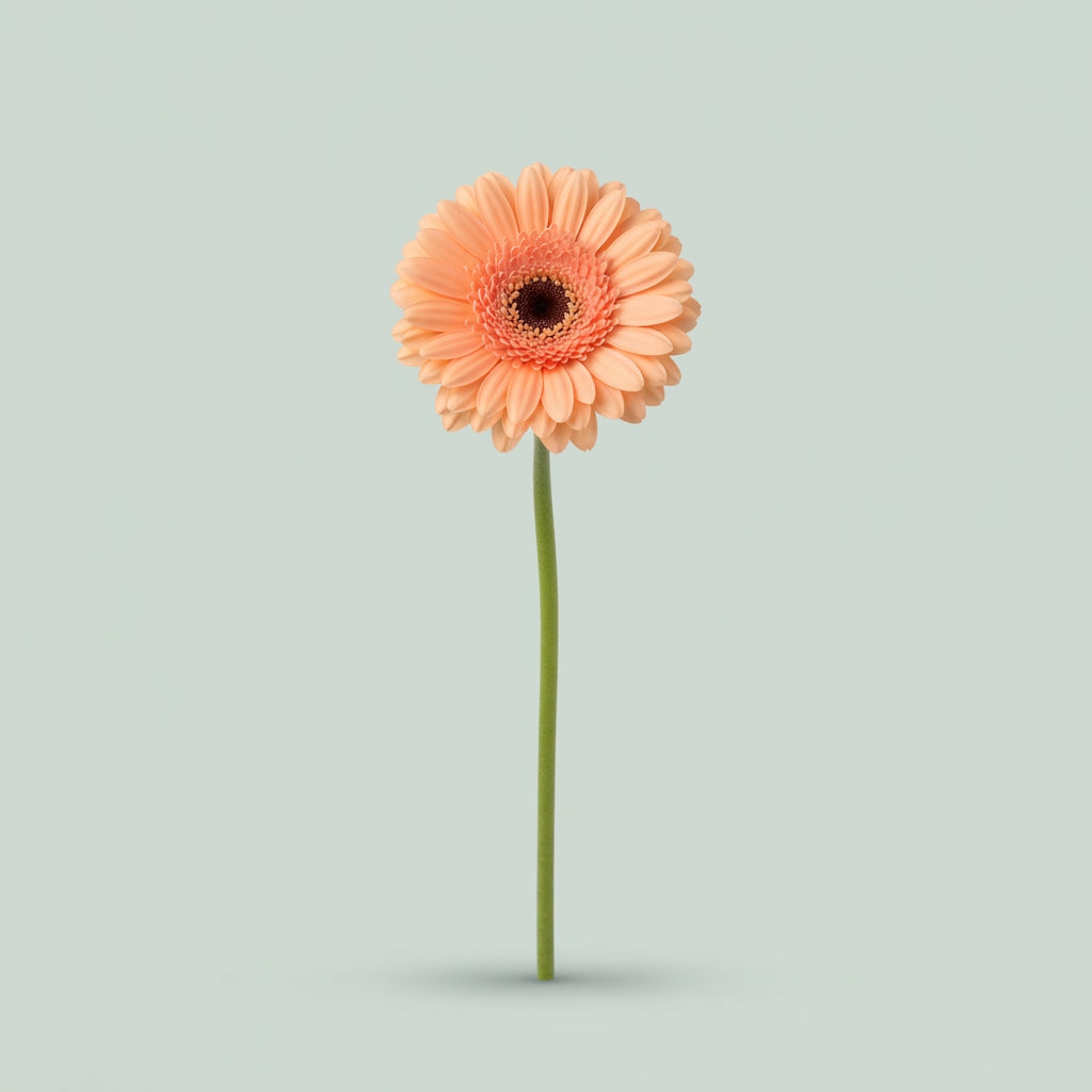 Gerbera - Gerbera - Alliance