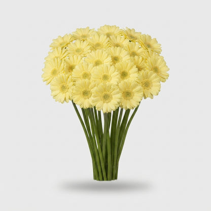 Yellow Germini Lemon Ice Cut Flowers – 45cm Stems