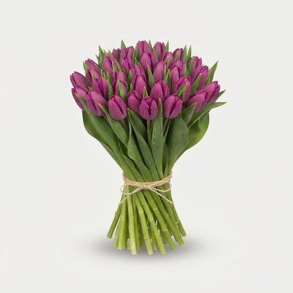 Tulip - Tulipa - Purple Prince