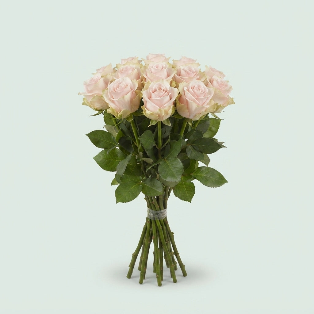 Rose - Rosa - Sweet Avalanche+