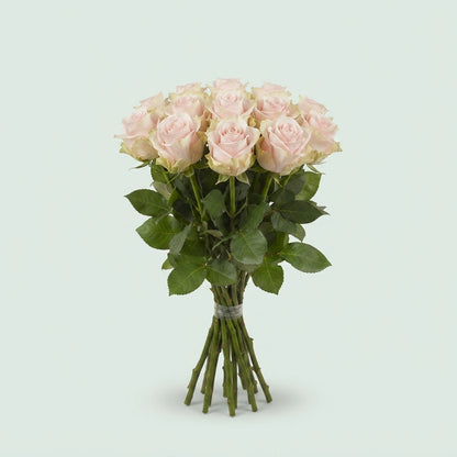 Rose - Rosa - Sweet Avalanche+