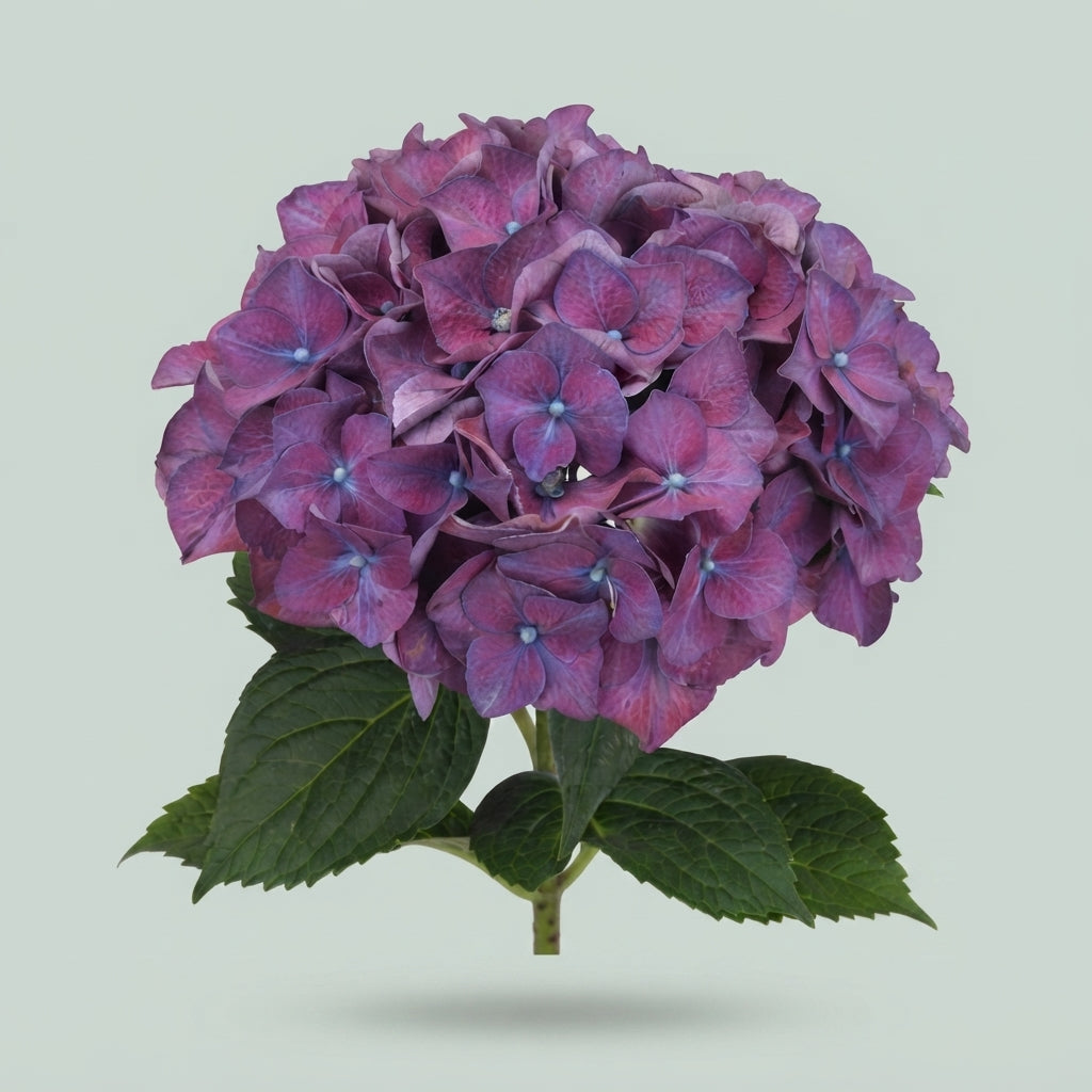 Hydrangea - Rodeo
