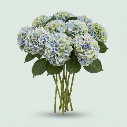 Hydrangea - Verena