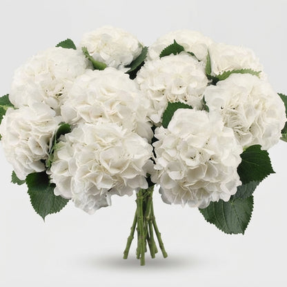 Hydrangea - Schneeball