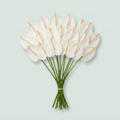 White Anthurium 'Acropolis' Cut Flowers – 55cm Stems