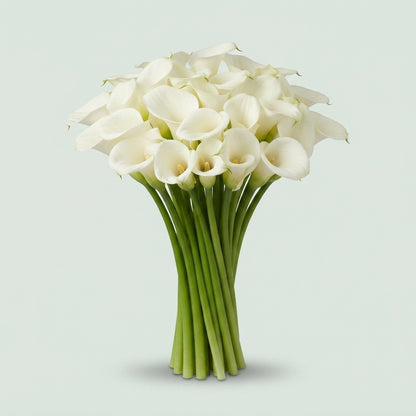 Calla Lily - Zantedeschia