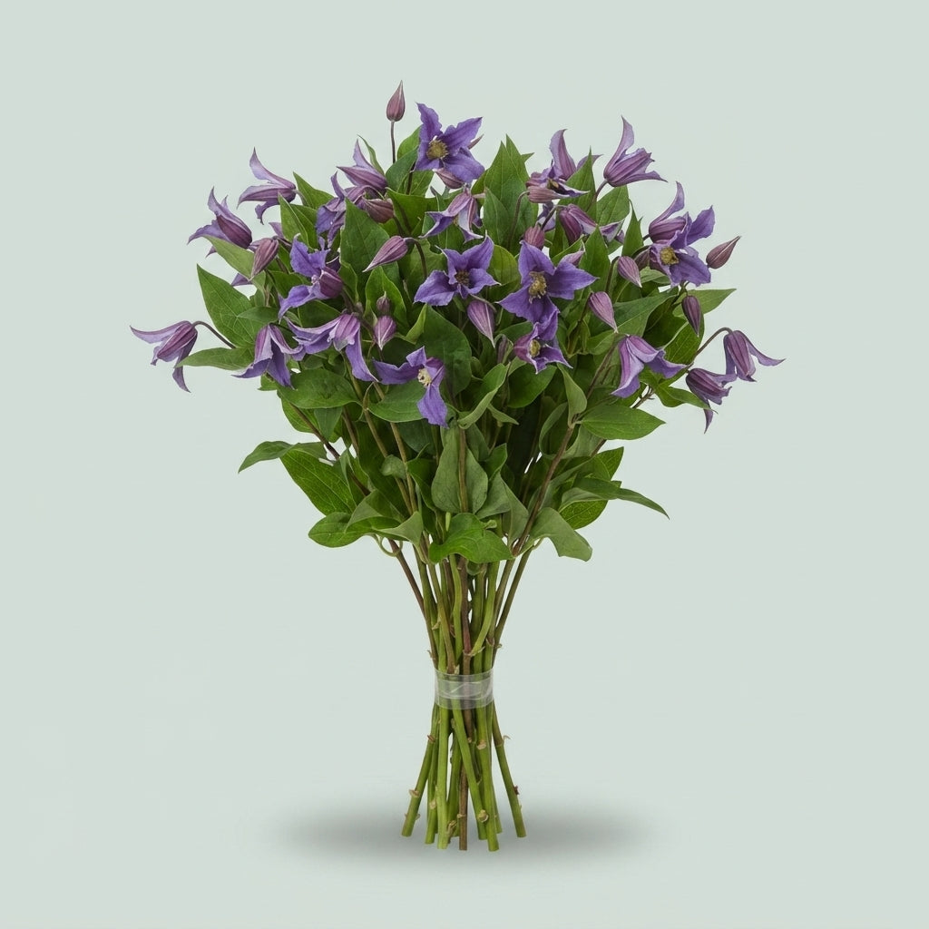 FeedSync:wholesale:3dbd36d9daa4450e5b29abedd42c5316e64be847