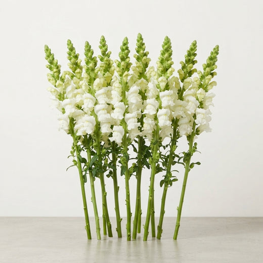 Snapdragon Antibes White