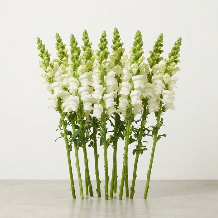 Snapdragon Antibes White