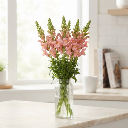 Pink Snapdragon ‘Antibes Pink’ – 75cm Cut Stems