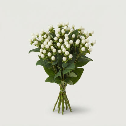 White Hypericum ‘Coco Uno’ Cut Flowers – 50cm Stems