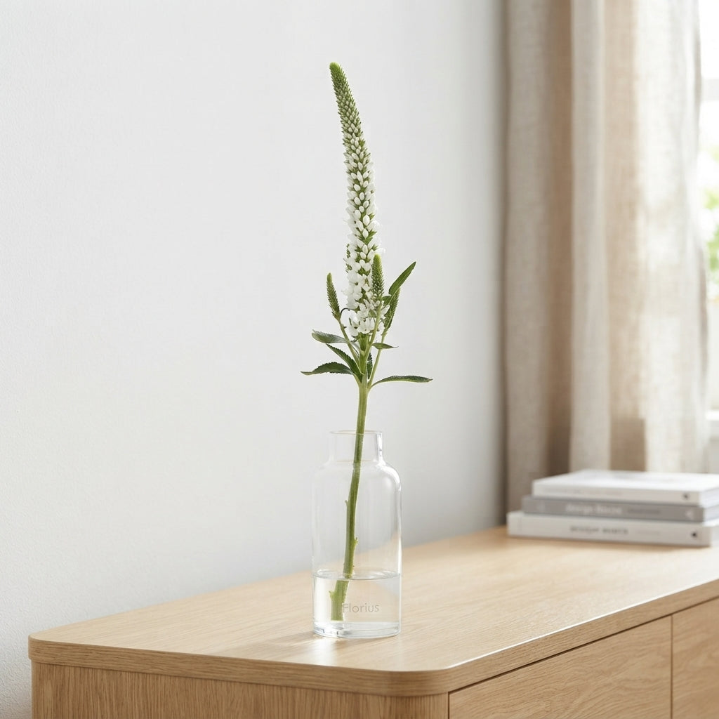 White Veronica ‘Allluna’ – 60cm Stems
