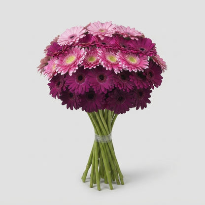 Germini Mix Purple