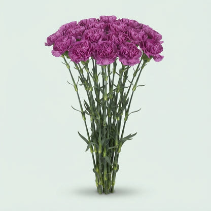 Carnation - Dianthus - Farida