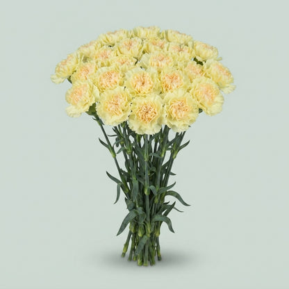 Carnation - Dianthus - Diletta