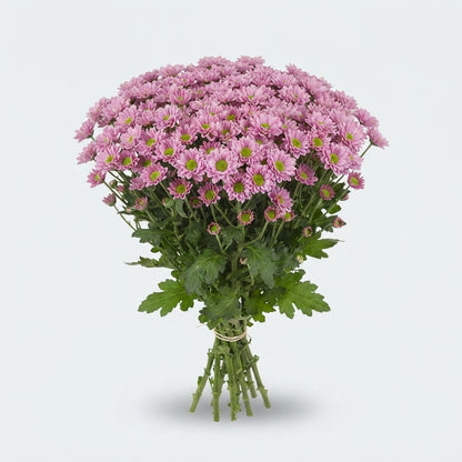 Santini Chrysanthemum - Chrysanthemum - Dektanga Pink