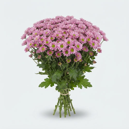Santini Chrysanthemum - Chrysanthemum - Dektanga Pink