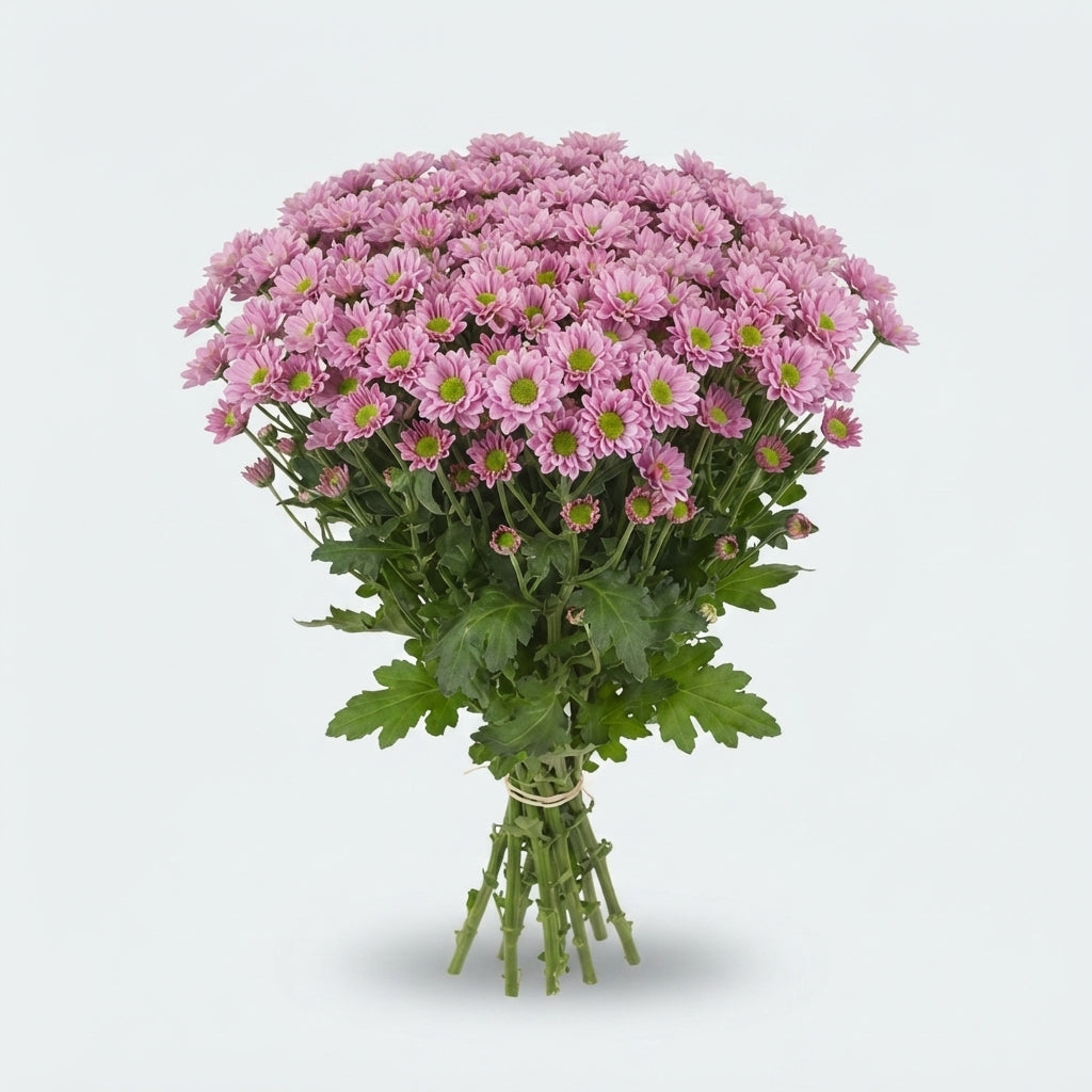 FeedSync:wholesale:39a8dad42f1baf9ba416c6521b7c8f22c92d4914