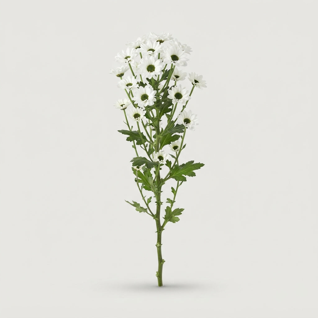 Santini Chrysanthemum - Chrysanthemum - Madiba Lindi
