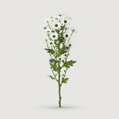 Santini Chrysanthemum - Chrysanthemum - Madiba Lindi