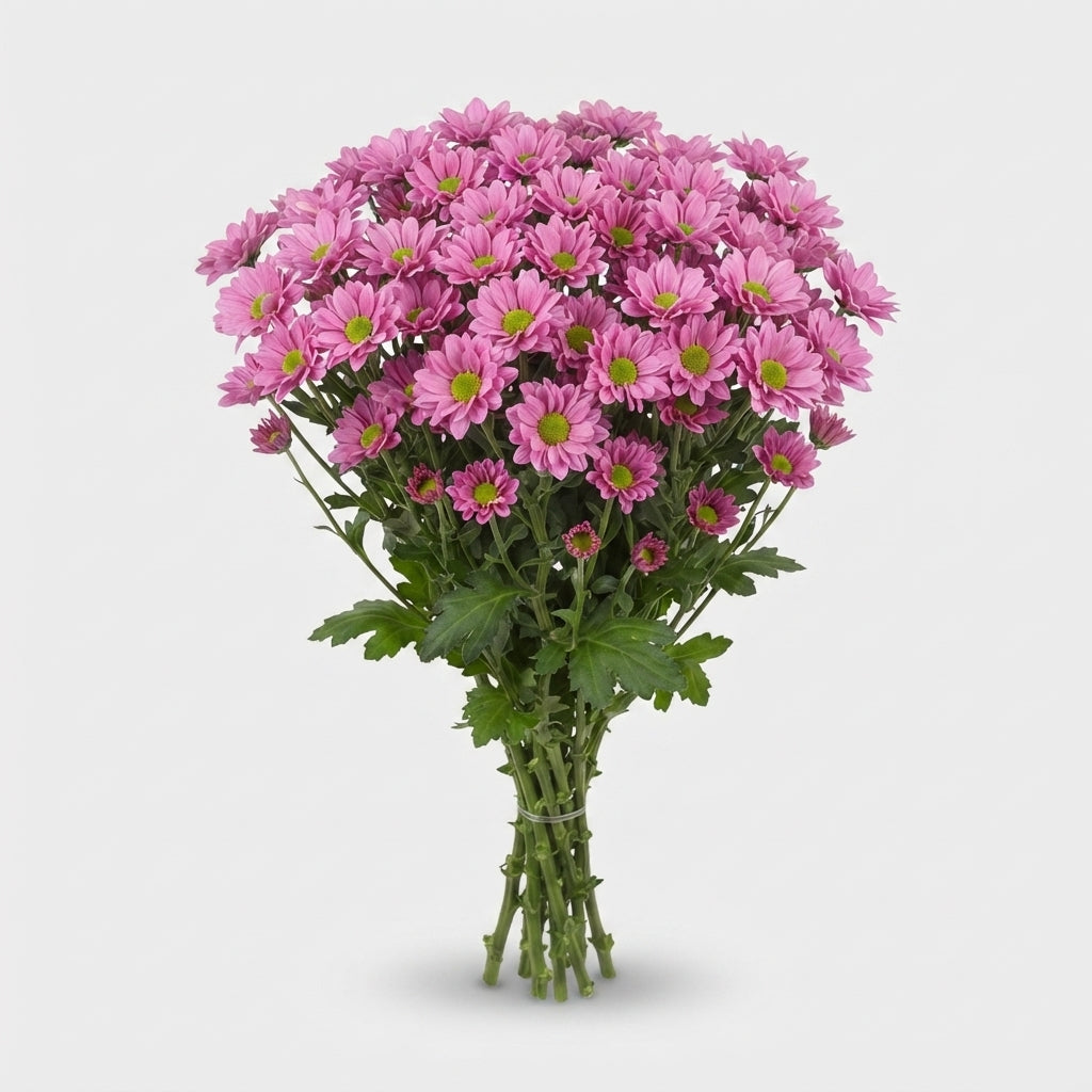 Chrysanthemum Santini Krissi