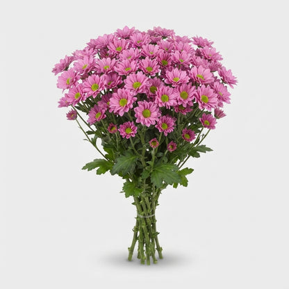 Chrysanthemum Santini Krissi