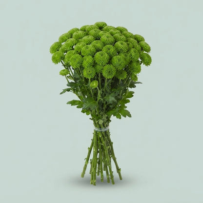 Santini Chrysanthemum - Chrysanthemum - Fiscountry