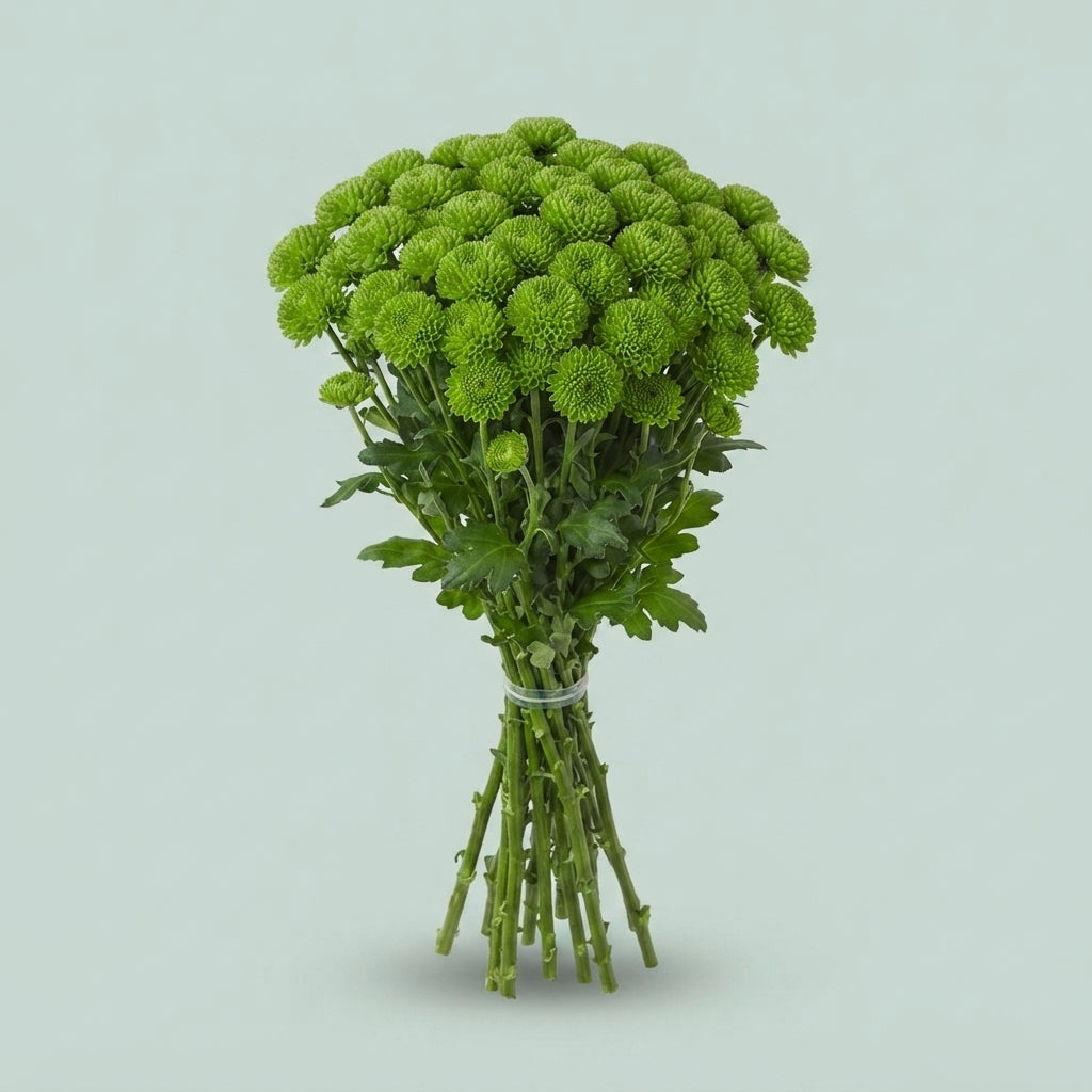 FeedSync:wholesale:77f30e4a24a5188d9bd00fe1debffe4427f8494c