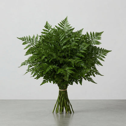 Leatherleaf - Other Greenery Per Bunch