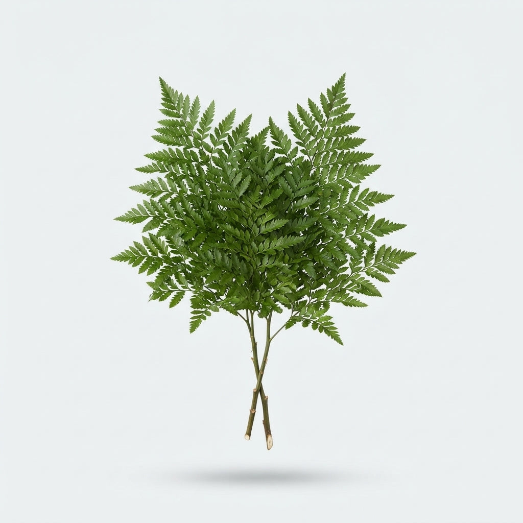 Leatherleaf - Other Greenery Per Bunch