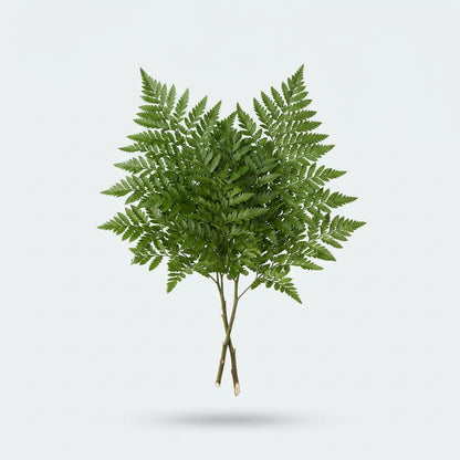 Leatherleaf - Other Greenery Per Bunch